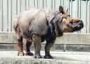 動物図鑑・インドサイ